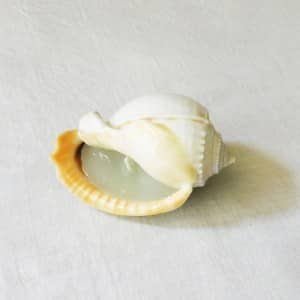 Conch shell candle
