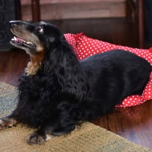 Polka dot pet bed