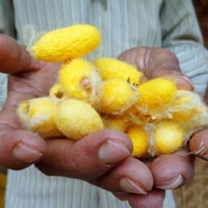 man-holding-silk-cocoons